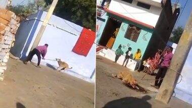 Man Beats Stray Dog To Death: यूपी के झाँसी में आदमी ने आवारा कुत्ते को बेरहमी से पीट-पीटकर मार डाला- Video