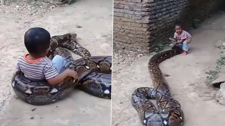 Little Boy Riding A Massive Python: विशाल अजगर की सवारी करते दिखा छोटा बच्चा, इंटरनेट पर शॉकिंग वीडियो वायरल