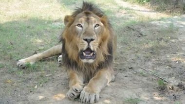 Asiatic Lion ‘Bahubali’ Died: एशियाई शेर ''बाहुबली' का इटावा लायन सफारी में हुआ निधन, इस कारण से हुई मौत