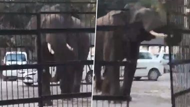 Elephant Forcefully Enters District Court: हरिद्वार जिला न्यायालय में जबरदस्ती घुसा हाथी, लोगों में मचा हड़कंप