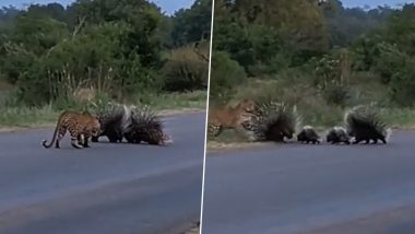 Porcupine Protect Babies From Leopard: साही ने अपने बच्चों को तेंदुए के अटैक से बचाया, देखें वीडियो