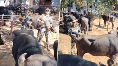 Cattle Smuggling In Meghalaya: बीएसएफ ने इंटरनेशनल बॉर्डर पर मवेशी तस्करी का प्रयास किया विफल, भारी मात्र में जानवर किया गया जप्त, देखें वीडियो