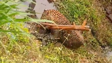 Leopard Rescued in Wayanad: वन अधिकारियों ने गंभीर अवस्था में 5 वर्ष के तेंदुए को किया रेस्क्यू (वीडियो देखें)