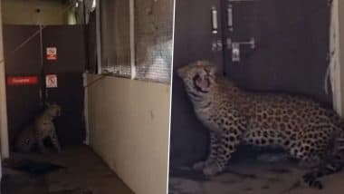 Leopard Entered In Hospital: महाराष्ट्र के नंदुरबार तालुका में अस्पताल में घुसा तेंदुआ, वन विभाग ने किया रेस्क्यू