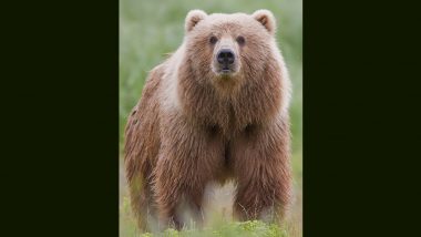 World Bear Day: आगरा स्थित केंद्र में शान से रह रहे 100 भालू
