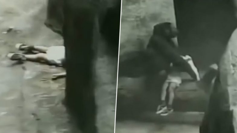 Gorilla Saves 3-Year-Old Boy: गोरिल्ला ने शिकागो के ब्रुकफील्ड चिड़ियाघर में 3 साल के बच्चे की बचाई जान, देखें वीडियो
