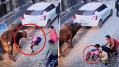 Bull Attack in Greater Noida: ग्रेटर नोएडा के दादरी में मासूम बच्ची पर सांड का हमला, सामने आया खौफनाक वीडियो