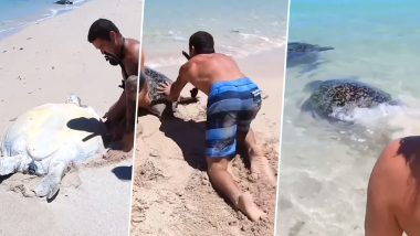 Men Step in to Save Stranded Turtle: समुद्र तट से दूर फंसे कछुए को शख्स ने वापस पानी में छोड़ा, देखें वीडियो