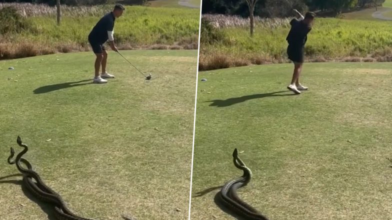 Snake Video: शख्स अपने बगल में लड़ रहे 2 सांपों को देखने के बाद भी गोल्फ खेलना जारी रखता है, देखें वीडियो