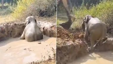 Elephant Rescue Video: ओडिशा में सुंदरगढ़ वन विभाग द्वारा जेसीबी से नर हाथी को खायी से निकाला गया, देखें वीडियो