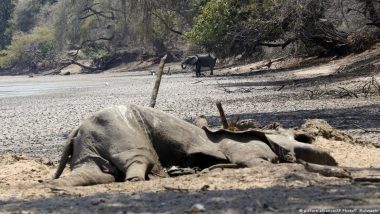 जिम्बाब्वे: गंभीर सूखे के कारण कम से कम 100 हाथियों की मौत