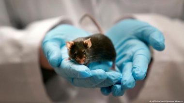 जर्मनी में प्रयोगशालाओं में जानवरों की संख्या घटी
