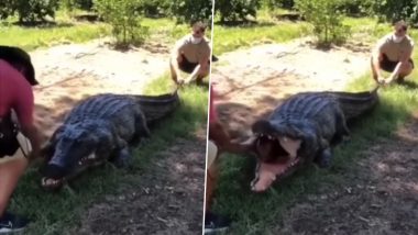 Man Coming Out Of Crocodile's Jaw Alive: मगरमच्छ के जबड़े से जिंदा निकल आया शख्स, वायरल वीडियो के पीछे का जानें सच