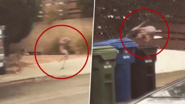 सड़क पर भाग रहे रहस्यमय जीव के पीछे पड़ा कुत्ता, फिर अपनी जान बचाने के लिए उसने किया यह काम... (Watch Viral Video)