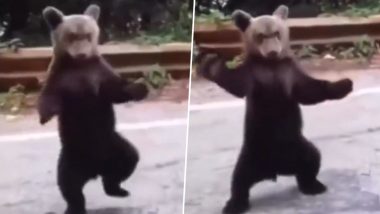 सड़क पर अतरंगी अंदाज में चलता दिखा भालू, उसकी हरकतें देख आप नहीं रोक पाएंगे अपनी हंसी (Watch Viral Video)