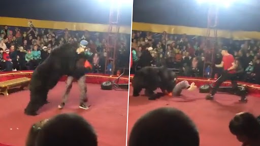 Shocking Video: सर्कस के दौरान गुस्साए भालू ने अपने ट्रेनर पर कर दिया हमला, वीडियो देख सहम जाएंगे आप
