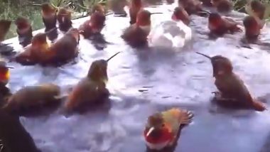 Hummingbird Viral Video: पूल पार्टी करता दिखा हमिंगबर्ड का ग्रुप, पानी में चिल करते पक्षियों का मनमोहक वीडियो हुआ वायरल