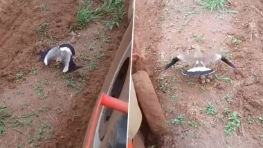 अपने अंडों को बचाने के लिए चलते ट्रैक्टर के सामने पंख फैलाकर खड़ी हो गई चिड़िया, देखें दिल जीतने वाला Viral Video