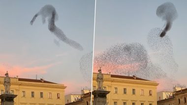 खुले आसमान में हजारों पक्षियों ने एक साथ भरी उड़ान, दिखा इतना अद्भुत नजारा कि देखते रह गए लोग (Watch Viral Video)