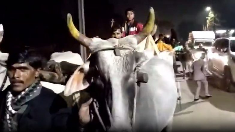 Viral Video: घर के बुजुर्ग का मान रखते हुए बैलगाड़ी से बारात लेकर ससुराल पहुंचा दूल्हा, नजारा देखते रह गए लोग