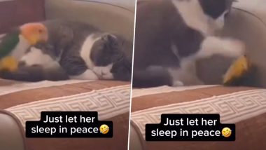 Viral Video: सोते समय परेशान करने पर गुस्साई बिल्ली ने कर दी तोते की कुटाई, मजेदार वीडियो हुआ वायरल