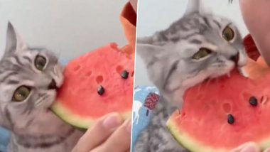 तरबूज के लाल वाले स्वादिष्ट हिस्से को चखने के बाद बिल्ली ने दिया ऐसा रिएक्शन, देखें मजेदार Viral Video