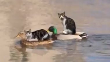 Viral Video: नाव की जगह बत्तखों की पीठ पर सवार होकर नदी पार करती दिखी दो बिल्लियां, मजेदार वीडियो हुआ वायरल