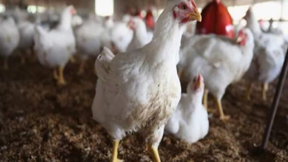 Chicken Price Increased: पिछले 10 दिनों में कोलकाता में चिकन की कीमत 60 रुपये प्रति KG बढ़ी, जानें इसकी वजह