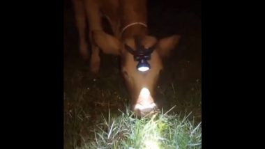 अंधेरे में आराम से घास खा सके, इसलिए गाय के सिर पर लगा दी हेडलाइट, देखें जुगाड़ का Viral Video