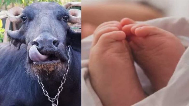 UP Shocker: महोबा में भैंस के गोबर में दबकर बच्चे की हुई मौत, पालने में खेलते-खेलते निकल गए प्राण