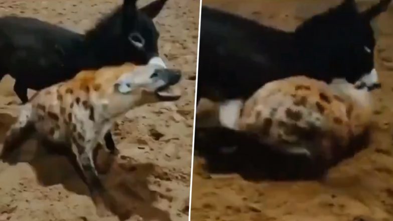 गधे से पंगा लेना लकड़बग्घे को पड़ गया भारी, Viral Video में देखें कैसे पल भर में निकल गई सारी हेकड़ी