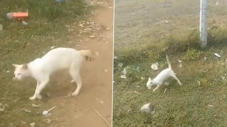 Viral Video: शराब की दुकान के पास लड़खड़ाकर चलती दिखी नशेडी बिल्ली, मदमस्त चाल देखकर हंस पड़ेंगे आप