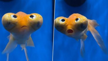 Strange Fish Video: समंदर में तैरती रहस्यमय मछली ने किया सबको मोहित, उसके चेहरे से नजरें हटा पाना है मुश्किल