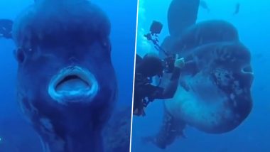 Ocean Sunfish Video: दुनिया की सबसे भारी मछली है 'ओशन सनफिश', वजन और आकार जानकर उड़ जाएंगे आपके होश