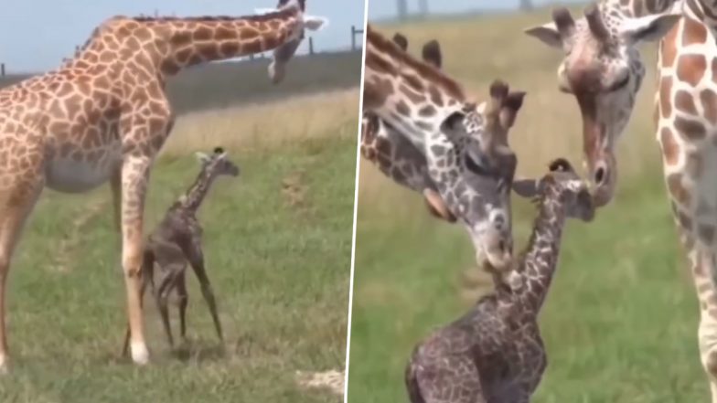 Viral Video: जन्म के बाद पहली बार चलने की कोशिश करता दिखा नन्हा जिराफ, मनमोहक वीडियो देख आप भी कहेंगे- सो क्यूट