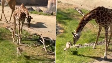 Giraffe Viral Video: जिराफ ने नन्हे बारहसिंगा के सिर में फंसी टहनी को हटाने में की मदद, अपनी दयालुता से जीता दिल
