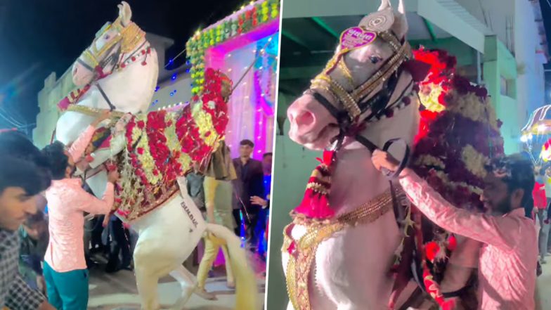 Viral Video: बारात के लिए घोड़े पर सवार हुआ दूल्हा, अगले ही पल हवा में पैर उठाकर अजीब हरकतें करने लगा जानवर