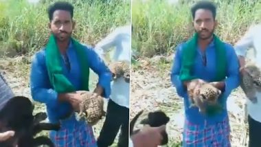 Karnataka: मैसूर जिले के एक खेत में मिले तेंदुए के तीन बच्चे, रेस्क्यू कर उन्हें वन विभाग को सौंपा गया (Watch Video)
