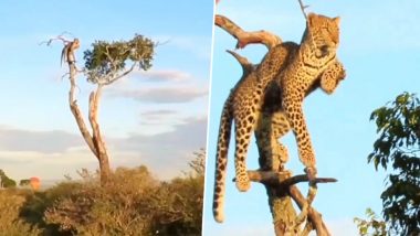 पेड़ की ऊंची डाली पर बैठकर आराम फरमाता दिखा तेंदुआ, खूंखार शिकारी के अंदाज को देख हैरान हो जाएंगे आप (Watch Viral Video)