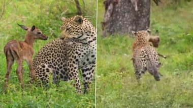 लकड़बग्घे से तेंदुए ने बचाई नन्हे हिरण की जान, फिर मुंह में दबोचकर चढ़ गया पेड़ के ऊपर और... (Watch Viral Video)