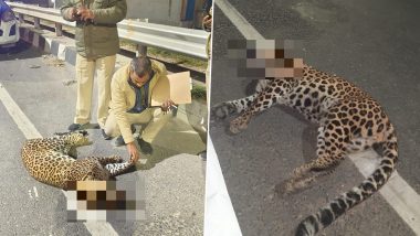 Leopard Found Dead in Delhi: दिल्ली के अलीपुर में NH-44 पर अज्ञात गाड़ी ने तेंदुए को मारी टक्कर, मौके पर मौत, शव बरामद