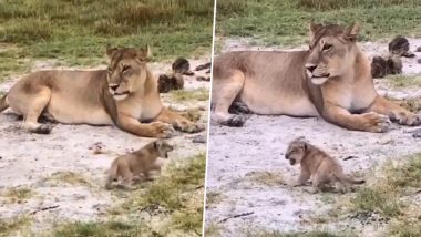 Lion Cub Practices Roar: मां की निगरानी में दहाड़ने का अभ्यास करता दिखा नन्हा शेर, मनमोहक वीडियो हुआ वायरल