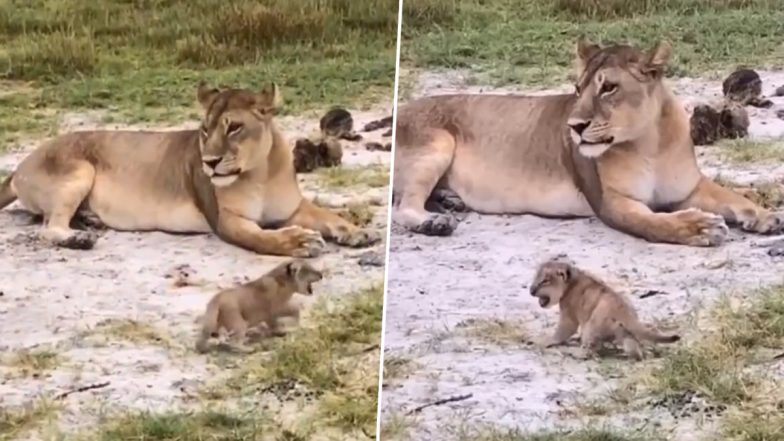 Lion Cub Practices Roar: मां की निगरानी में दहाड़ने का अभ्यास करता दिखा नन्हा शेर, मनमोहक वीडियो हुआ वायरल
