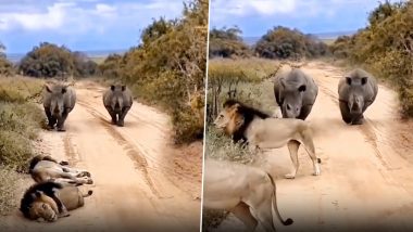 Viral Video: क्या गेंडों से डर गए जंगल के राजा, उन्हें देखते ही चुपचाप रास्ते से हट गए दो बब्बर शेर