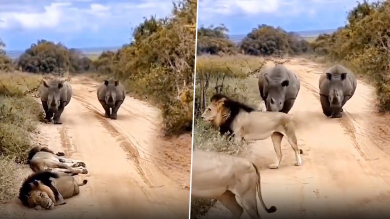 Viral Video: क्या गेंडों से डर गए जंगल के राजा, उन्हें देखते ही चुपचाप रास्ते से हट गए दो बब्बर शेर