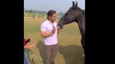 MS Dhoni Playing With Horse: घोड़े के साथ मस्ती करते नजर आए एमएस धोनी, सोशल मीडिया पर वीडियो वायरल