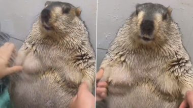 Viral Video: शॉवर के नीचे मजे से स्नान करता दिखा Marmot, उसके रिएक्शन को देख मुस्कुरा देंगे आप