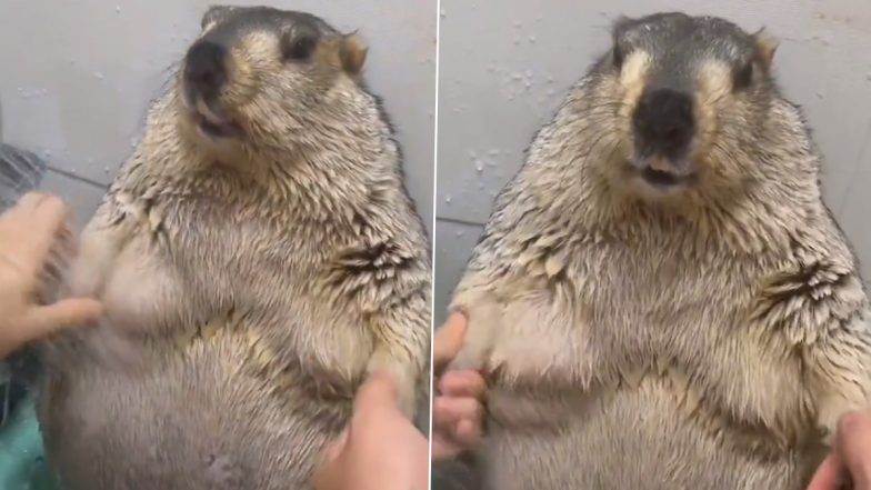 Viral Video: शॉवर के नीचे मजे से स्नान करता दिखा Marmot, उसके रिएक्शन को देख मुस्कुरा देंगे आप