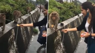 बिस्किट खिलाने पहुंची लड़की की बंदरों ने की अल्टीमेट बेइज्जती, Viral Video देख हंसते-हंसते लोटपोट हो जाएंगे आप