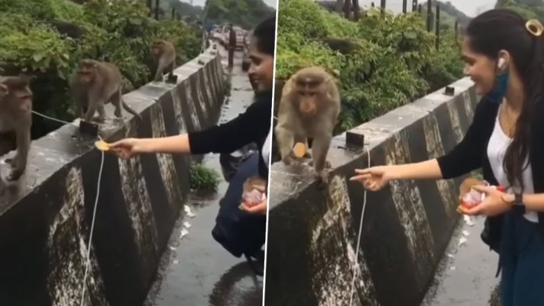 बिस्किट खिलाने पहुंची लड़की की बंदरों ने की अल्टीमेट बेइज्जती, Viral Video देख हंसते-हंसते लोटपोट हो जाएंगे आप